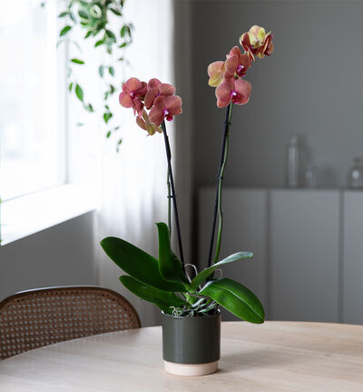 Gyllen orkide Gyllen orkide